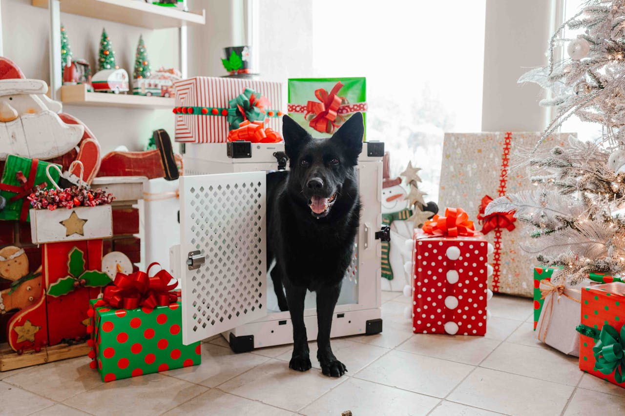 A cheerful German Shepherd amidst Christmas presents and holiday decor, evoking festive joy.