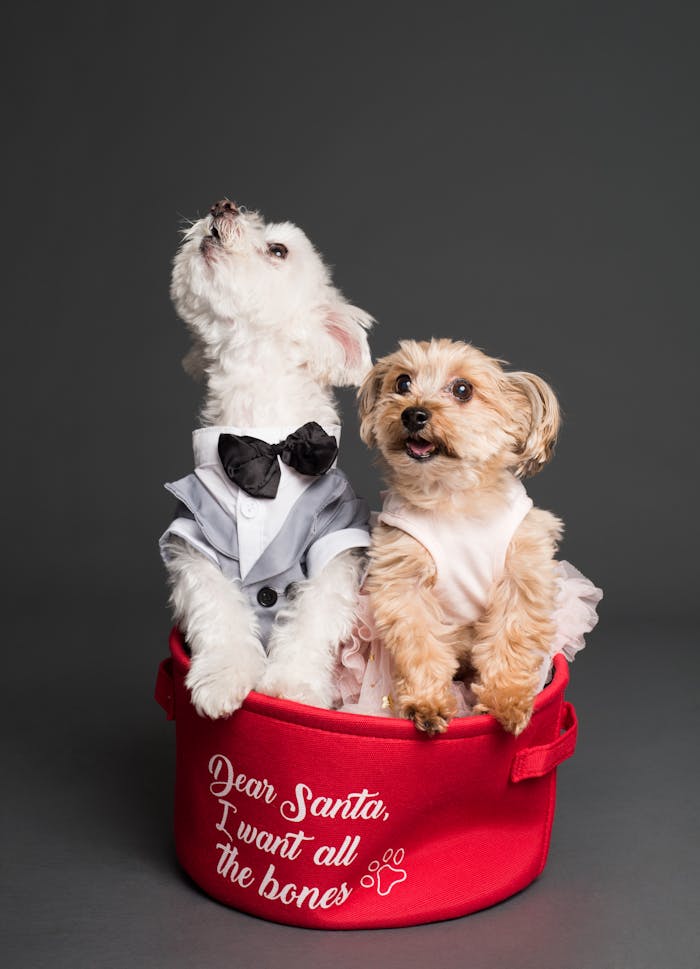 Adorable puppies dressed in festive attire sitting in a Santa-themed red basket.